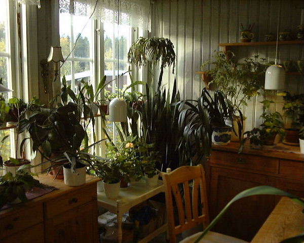 Porslinsblommor och succulenter får ochså plats här.