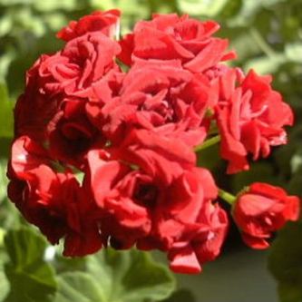 Röd Rosen Gubberud