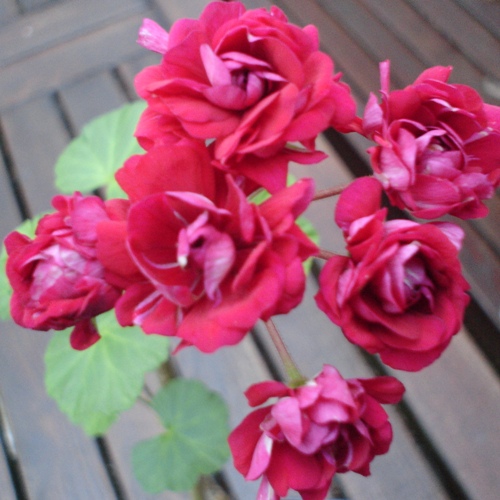 Langelands Rose